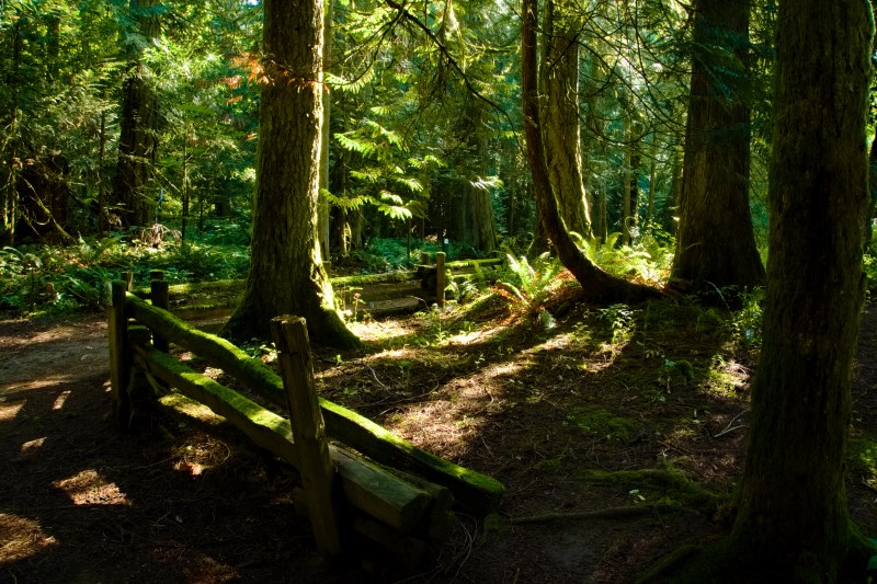 Marilyn JeffriesAugust 2024Woodland Light And Shadow