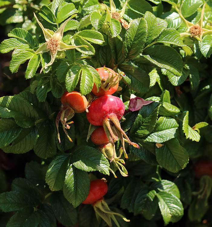Willie HarvieJuly 2024X- Large Rose Hips 