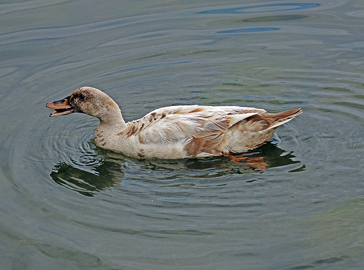 Willie HarvieJuly 2024A different kind of Duck