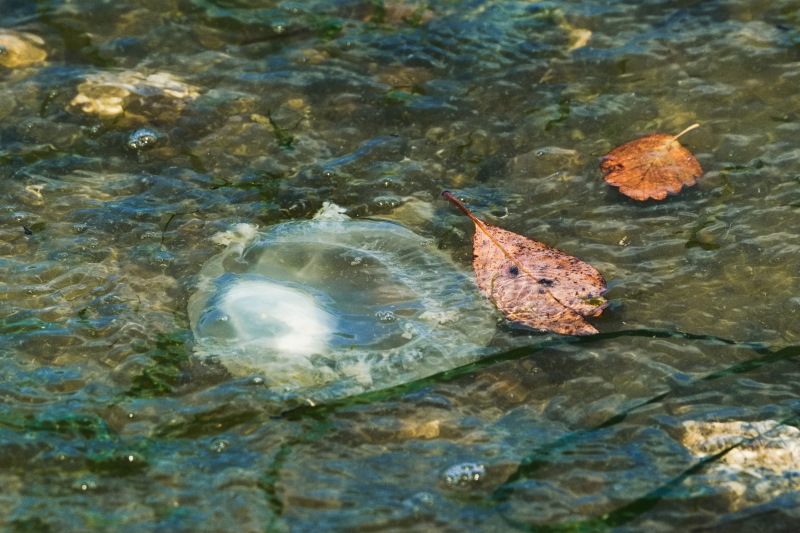 16 Marilyn Jeffries2024 Summer Challenge16-Shoot Through Jellyfish Washed In With The Tide