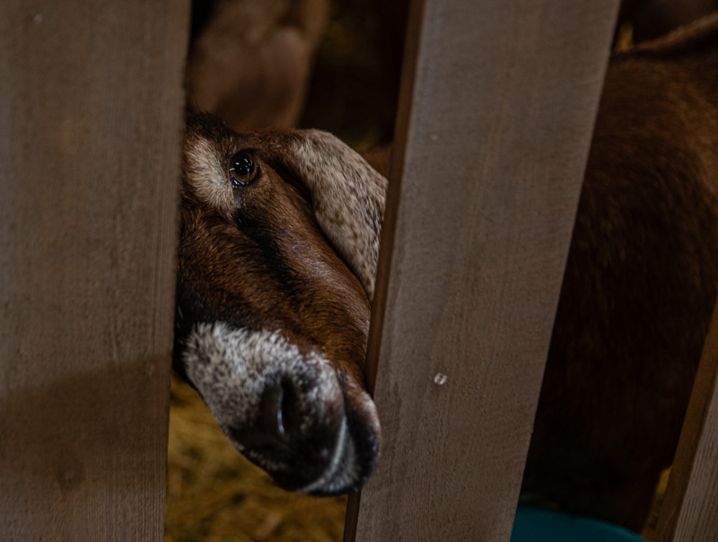 Carl ErlandCowichan Exhibition Sept 12-15I see You, Now Pet Me