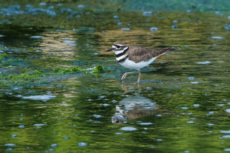 Marilyn JeffriesSeptember 2024A Killdeer Feeding In The Low Tidal Waters