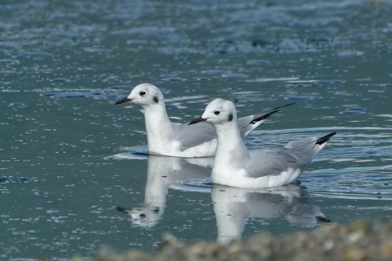 Marilyn JeffriesSeptember 2024A Pair Of Bonaparte Gulls