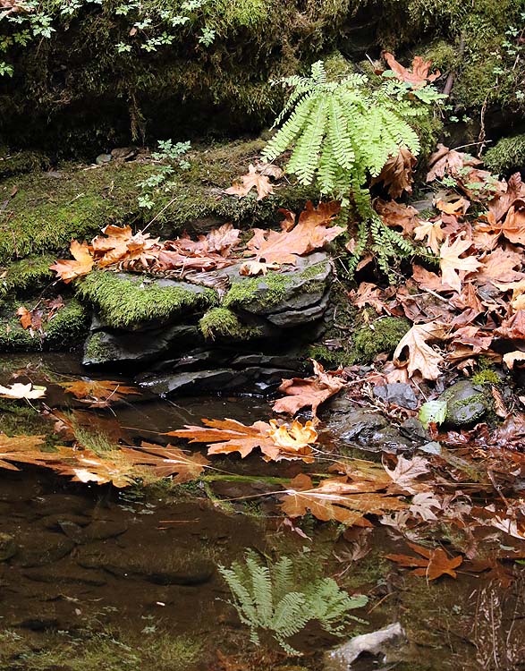 Willie HarvieOctober 2024Maiden hair fern