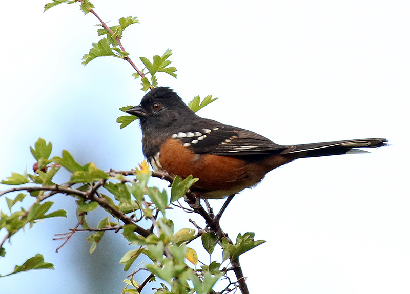 Willie HarvieOctober 2024Towhee on Hawthorne