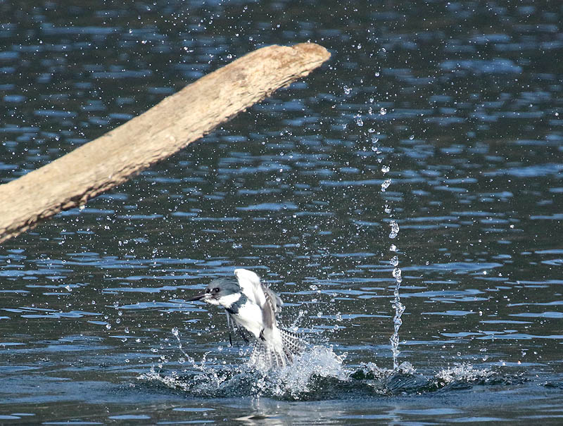Willie HarvieSeptember 2024Kingfisher takes a bath