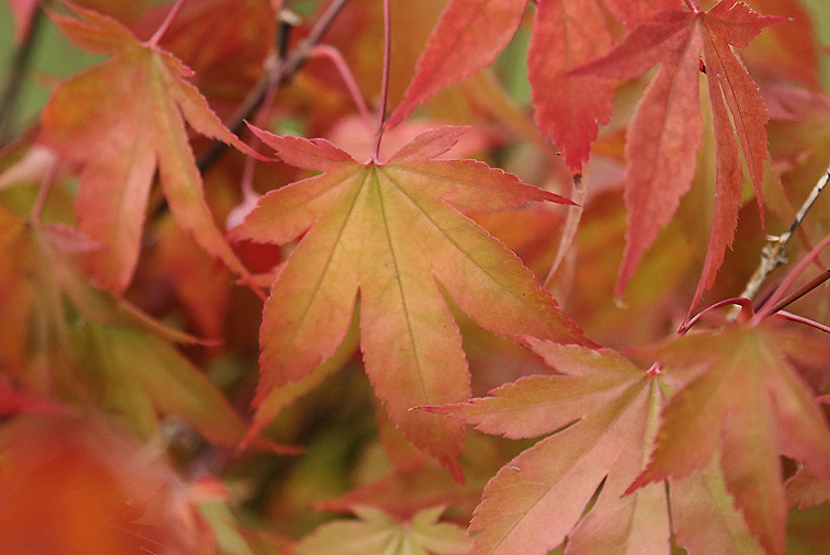 Willie HarvieSeptember 2024Leaves are turning