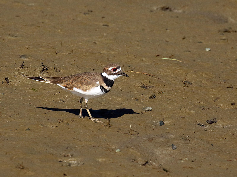 Willie HarvieOctober 2024Kildeer