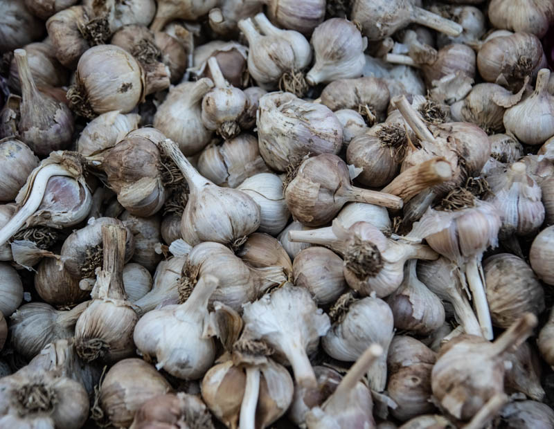 Carl ErlandOctober 2024Garlic Ready to Go