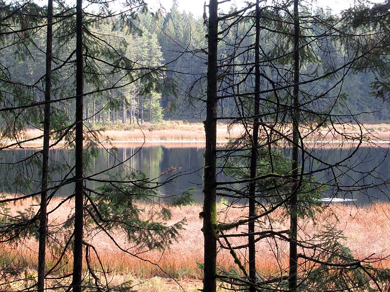 Willie HarvieOctober 2024View through the trees