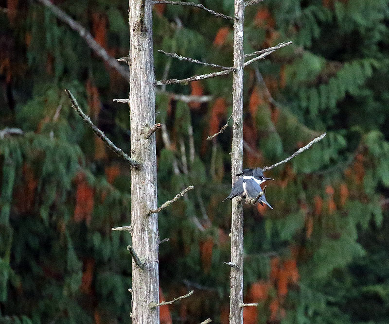 Willie HarvieOctober 2024Kingfishers Pair Up