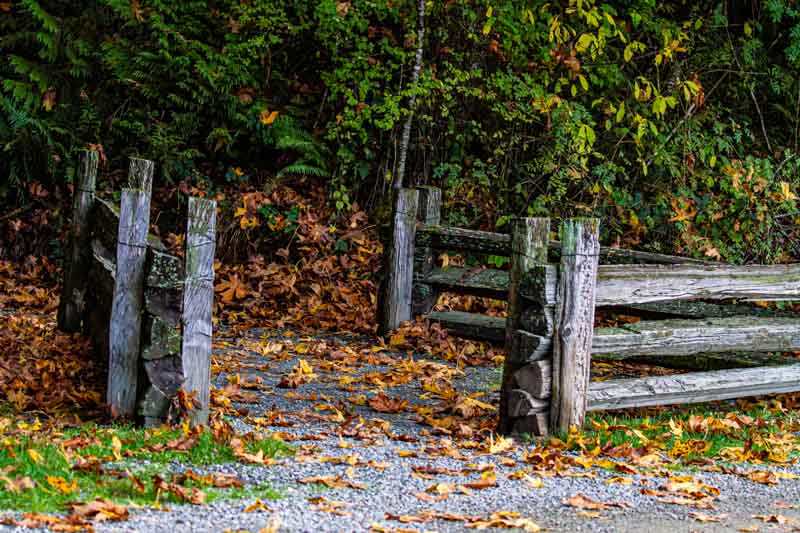 Carl ErlandOctober 2024Fall Leafy Trail