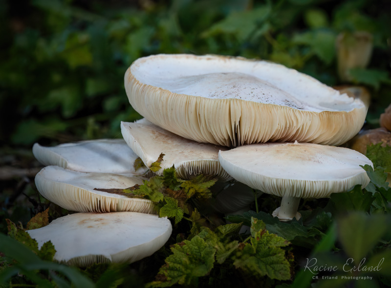 Racine ErlandOctober 2024Terraced Mushrooms