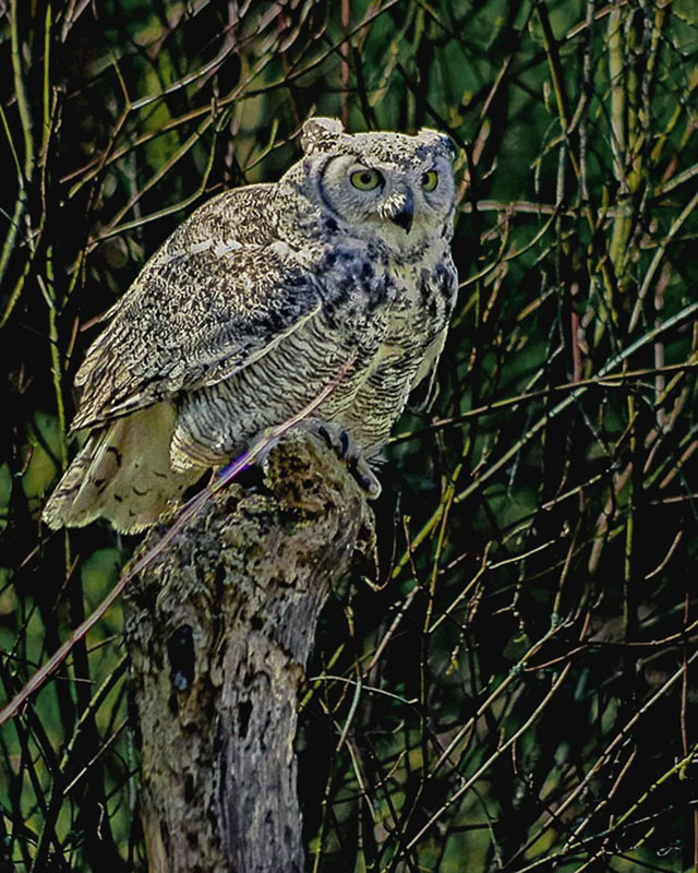 Ed TajeEvening Favourites November 2024 Wildlife -No Hand of manOwl