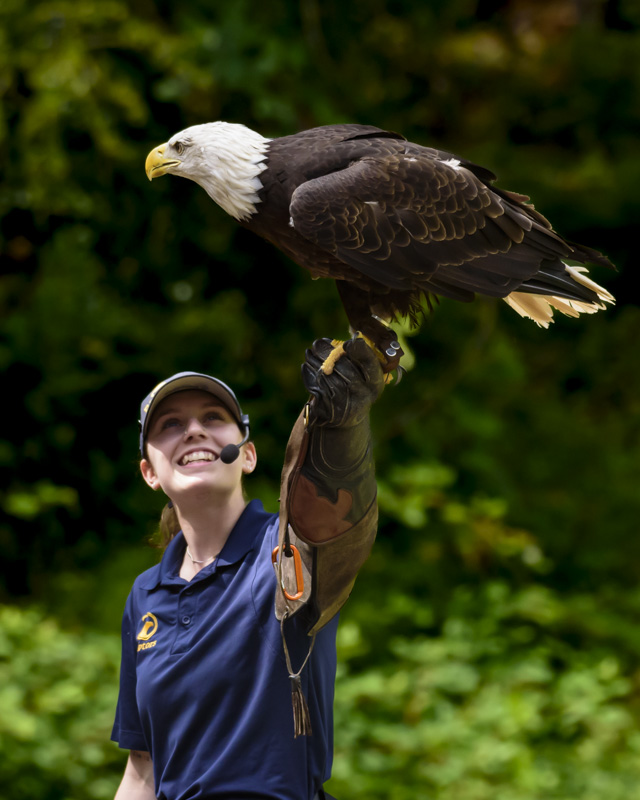 Randy BlakeAugust 2024Raptors Bald Eagle