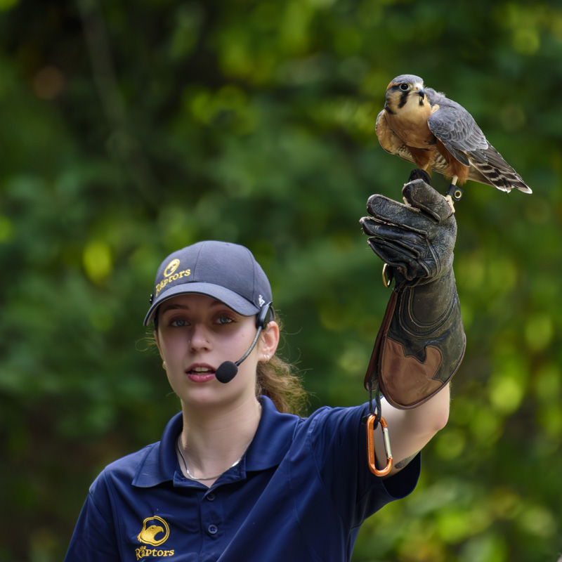 Randy BlakeAugust 2024Raptors Falcon