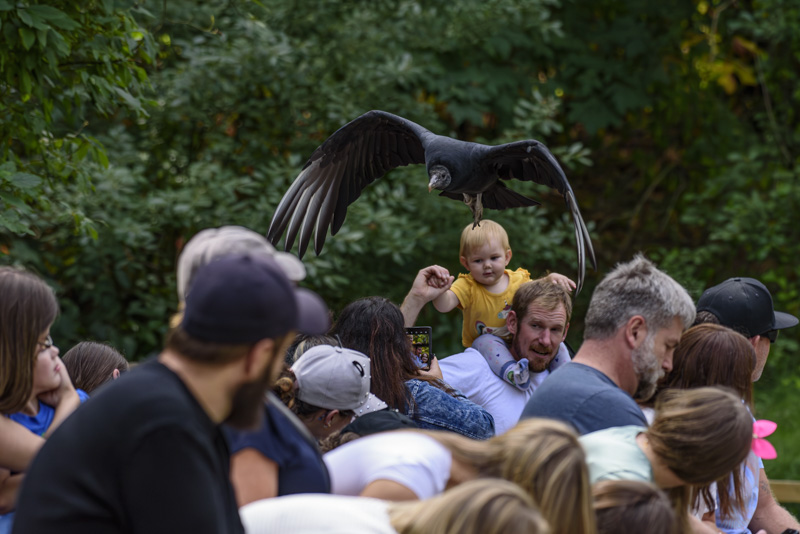 Randy BlakeAugust 2024Raptors Flying Demo