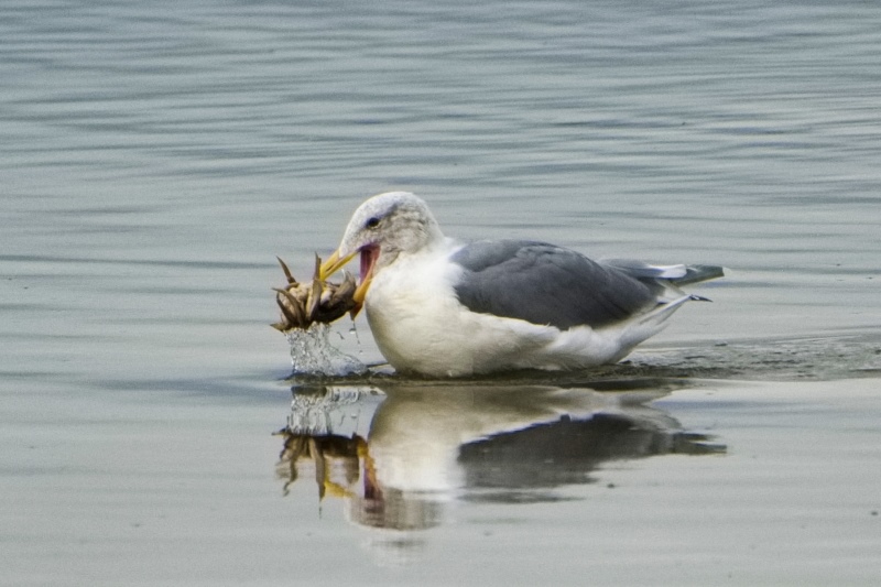 Marilyn JeffriesOctober 2024Crab For Lunch