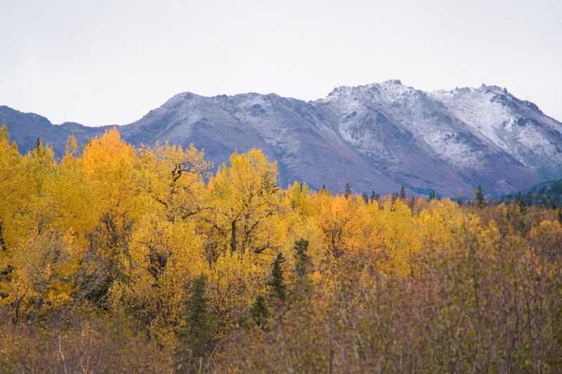 Marilyn JeffriesOctober 2024The Final Burst Of Colour, Alaska