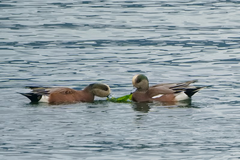 Marilyn JeffriesOctober 2024Widgeon Tug-Of-War