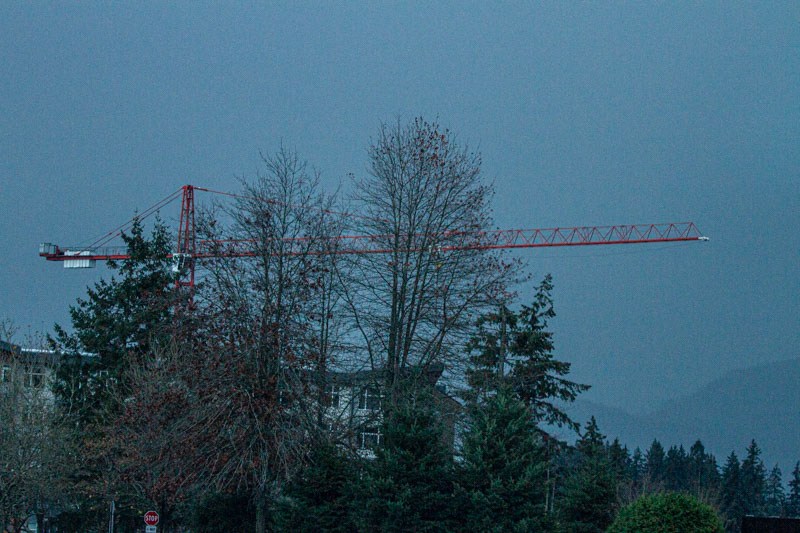 Carl ErlandNovember 2024Crane in the Trees