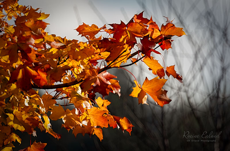 Racine ErlandNovember 2024Autumn