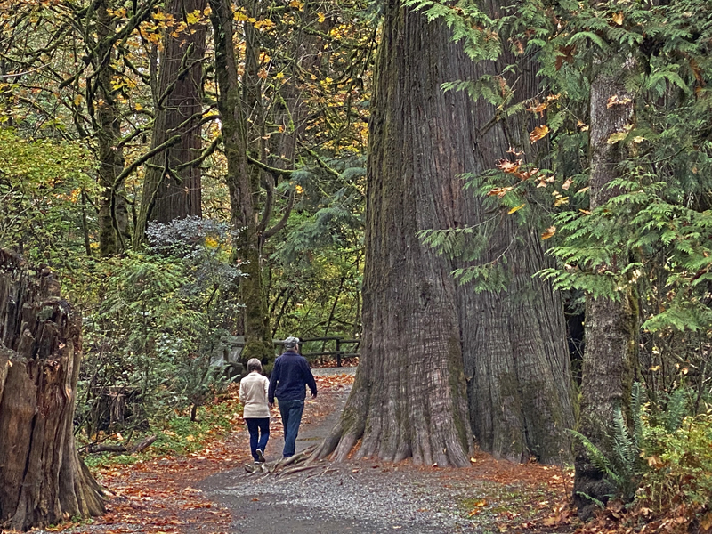 Trish RankinEvening FavouritesDecember 2024Canada, My CountryAutumn in Goldstream - 3rd Place