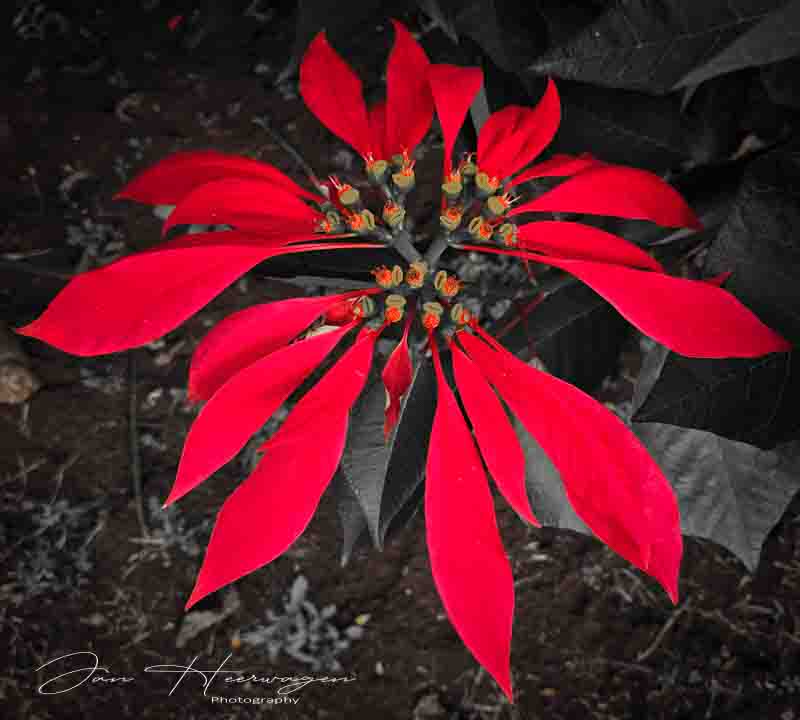 Jan HeerwagenOctober 24Pointsettia