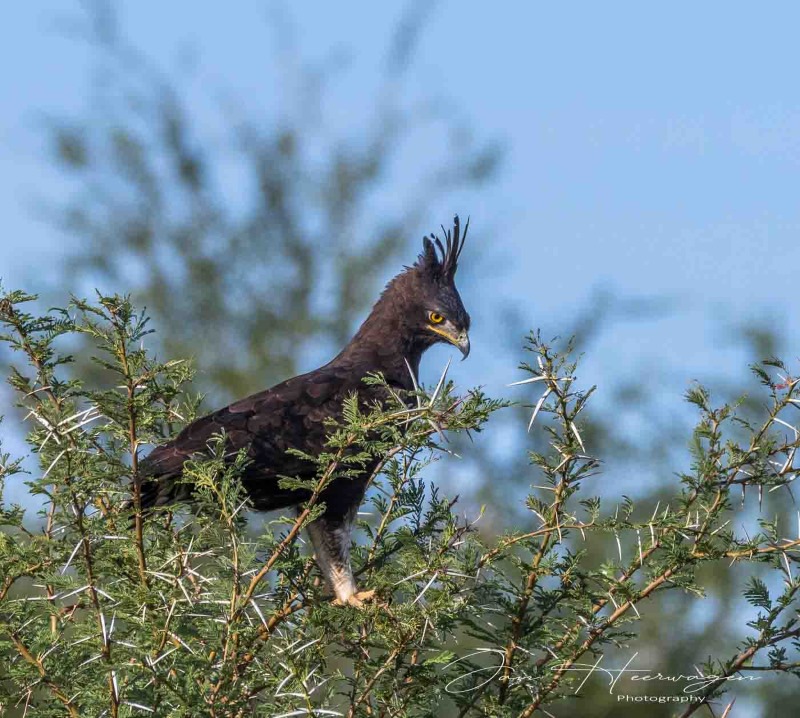 Jan HeerwagenOctober 24Long Crested Eagle