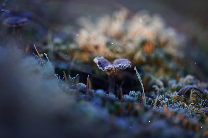 Pam DobbsNovember 2024Frosted Mushroom