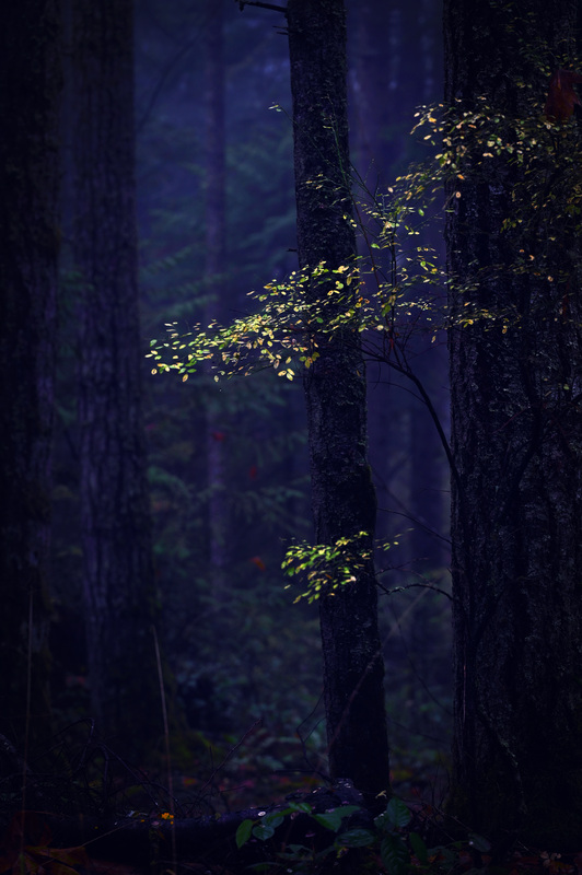 Pam DobbsNovember 2024Welcome Darkness