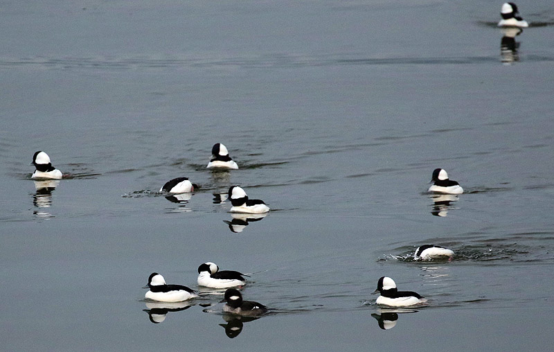 Willie HarvieCowichan Bay/Hecate Park Jan. 1 - 17, 2025Buffleheads