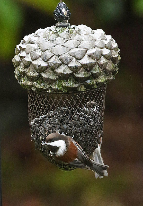 Willie HarvieDecember 2024Checking out the feeder