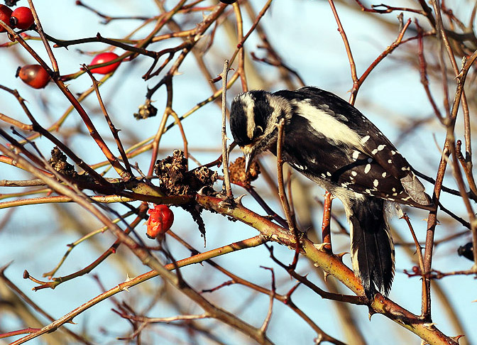 Willie HarvieDecember 2024Downy Woodpecker