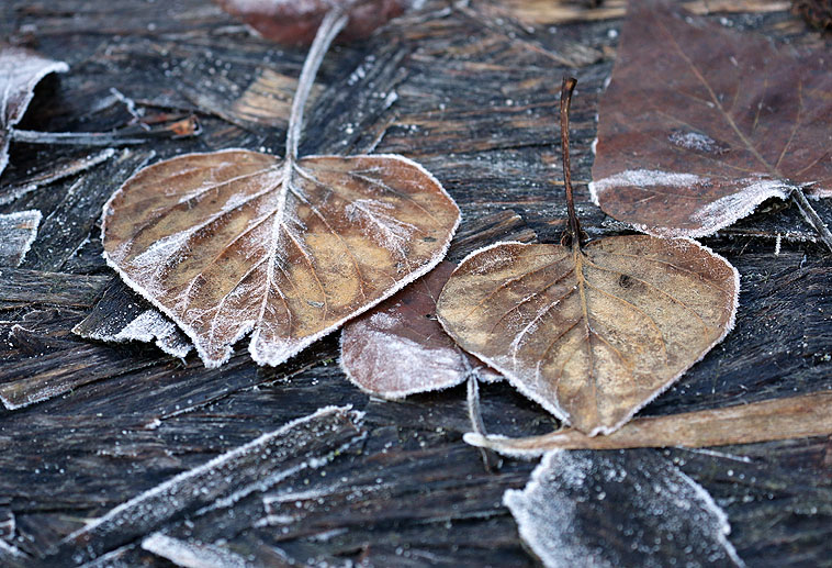 Willie HarvieStill-Life & Flat LaysJanuary 18 - 31, 2025Frosted Edges