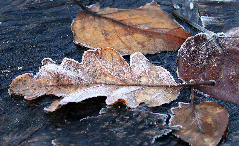 Willie HarvieStill-Life & Flat LaysJanuary 18 - 31, 2025Frozen Oak