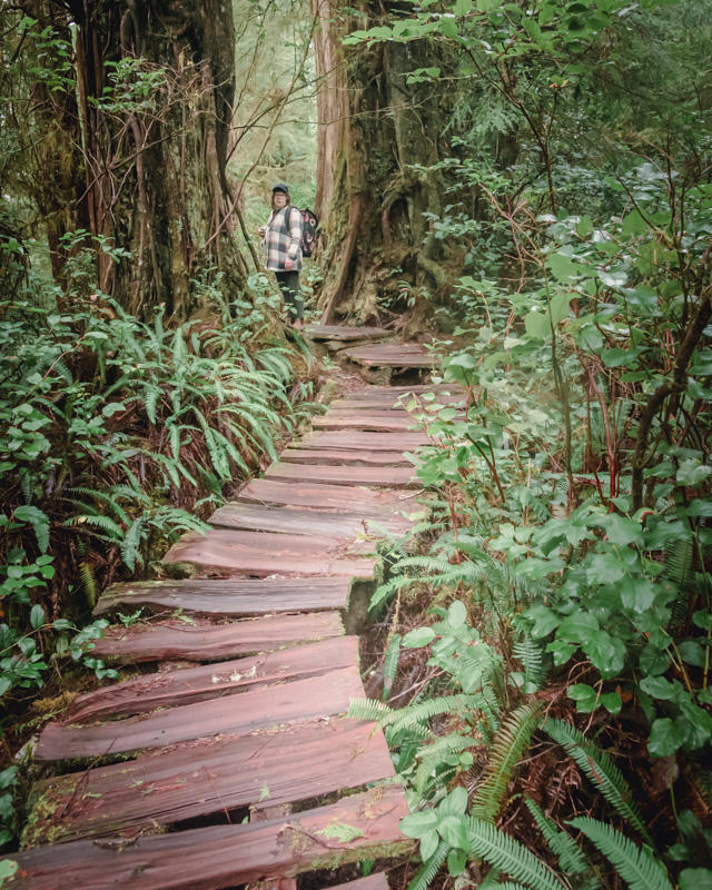 Randy BlakeJanuary 2025Rainforest Boardwalk