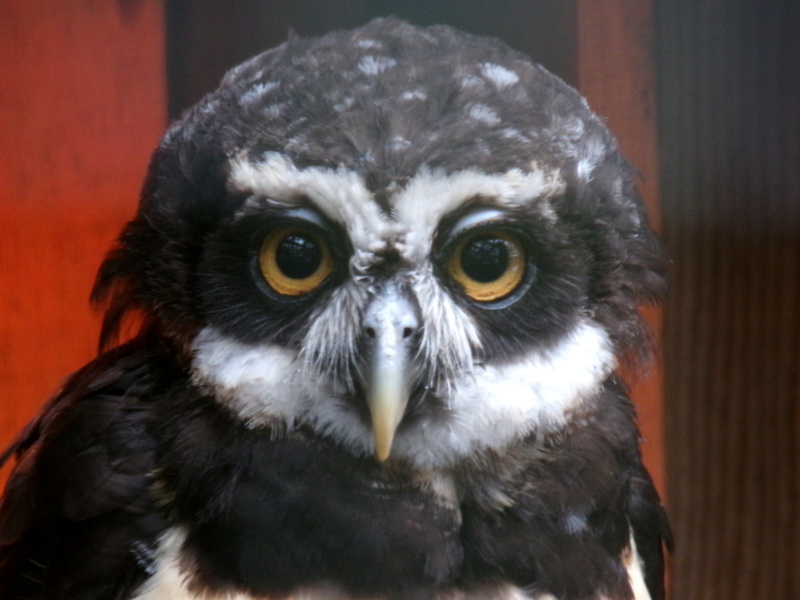 Leo MosleyWildlife, Creatures, Critters and PetsFeb 15-28Those Eyes