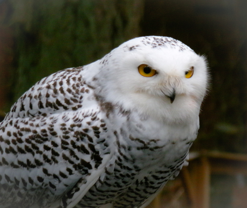 Leo MosleyWildlife, Creatures, Critters and PetsFeb 15-28Where is My Lunch
