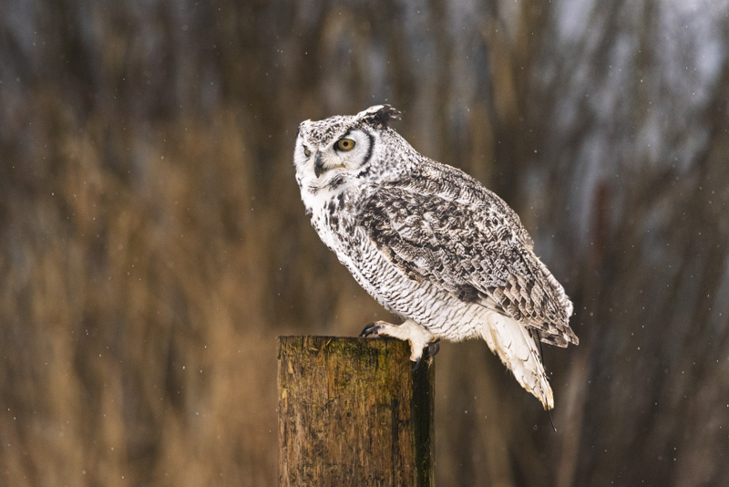 Randy BlakeWildlife, Creatures, Critters and PetsFebruary 15, 2025Great Horned Owl