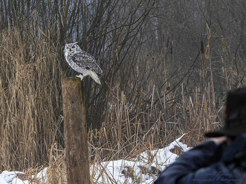 Rachel PenneyWildlife, Creatures, Critters and PetsFebruary 15, 2025Eyes on Me