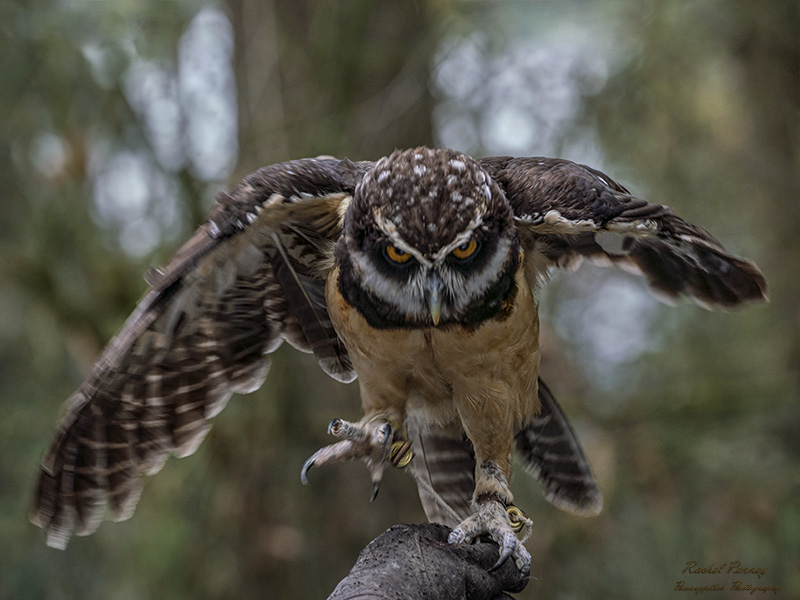 Rachel PenneyWildlife, Creatures, Critters and PetsFebruary 15, 2025Elton on a Mission