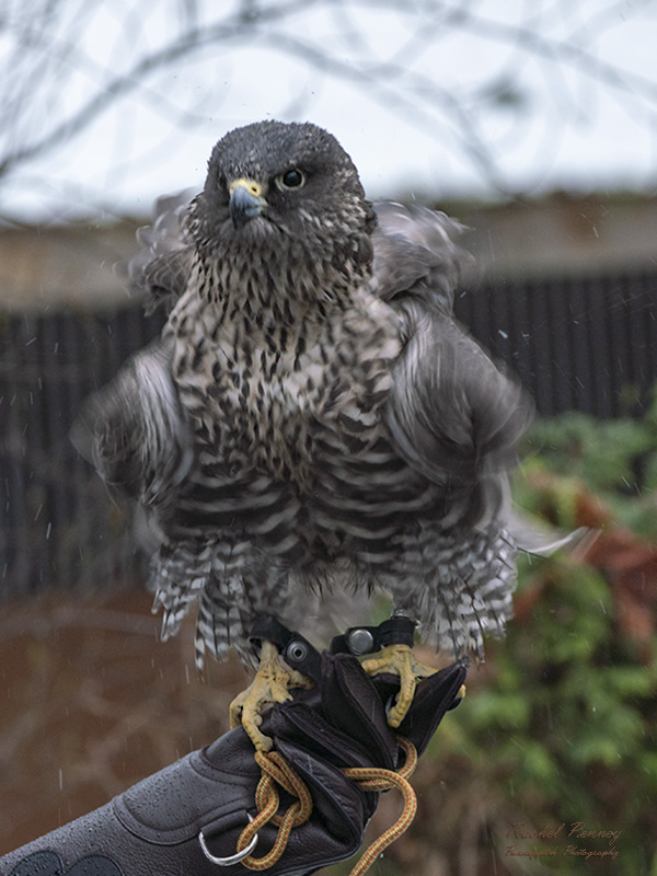 Rachel PenneyWildlife, Creatures, Critters and PetsFebruary 15, 2025Fraction's Rain Repel 