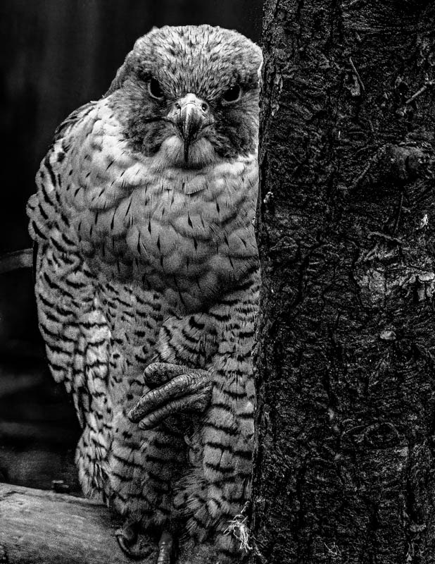 Ed TajeWildlife, Creatures, Critters, and PetsFeb. 15, 2025Peaking out