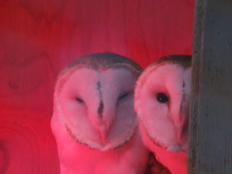 Leo MosleyWildlife, Creatures, Critters and PetsFeb 15-28Keeping Warm and Dry