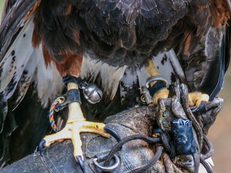 Leo MosleyWildlife, Creatures, Critters and PetsFeb 15-28Hang on Tight