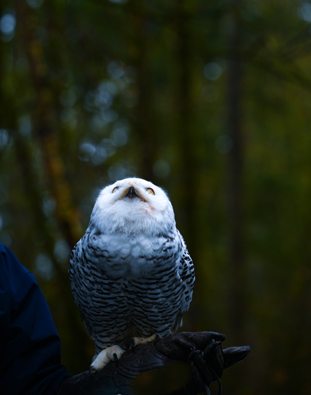 Pam DobbsWildlife, Creatures, Critters and PetsFebruary 15, 2025Over Head
