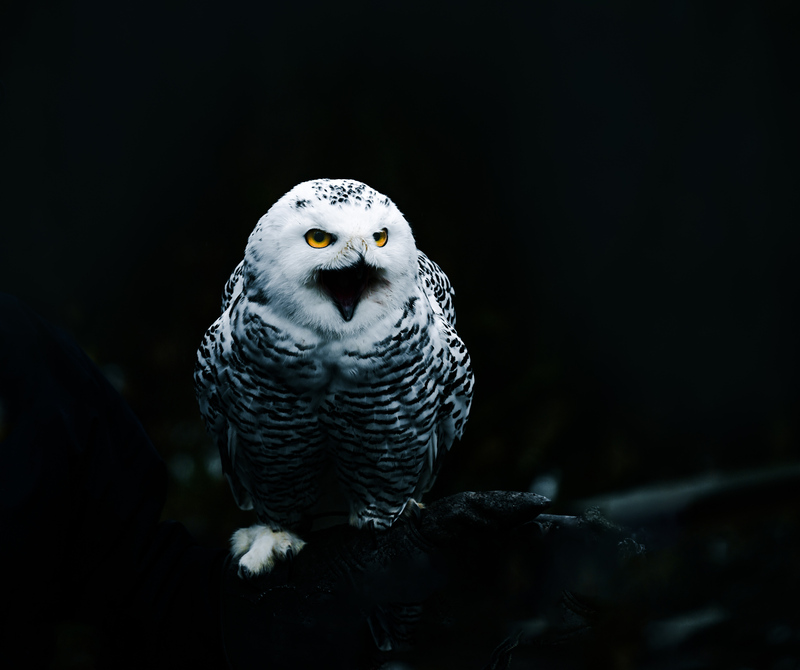 Pam DobbsWildlife, Creatures, Critters and PetsFebruary 15, 2025Beauty