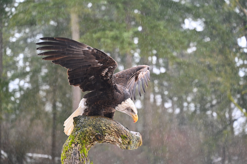 Pam DobbsWildlife, Creatures, Critters and PetsFebruary 15, 2025Landing