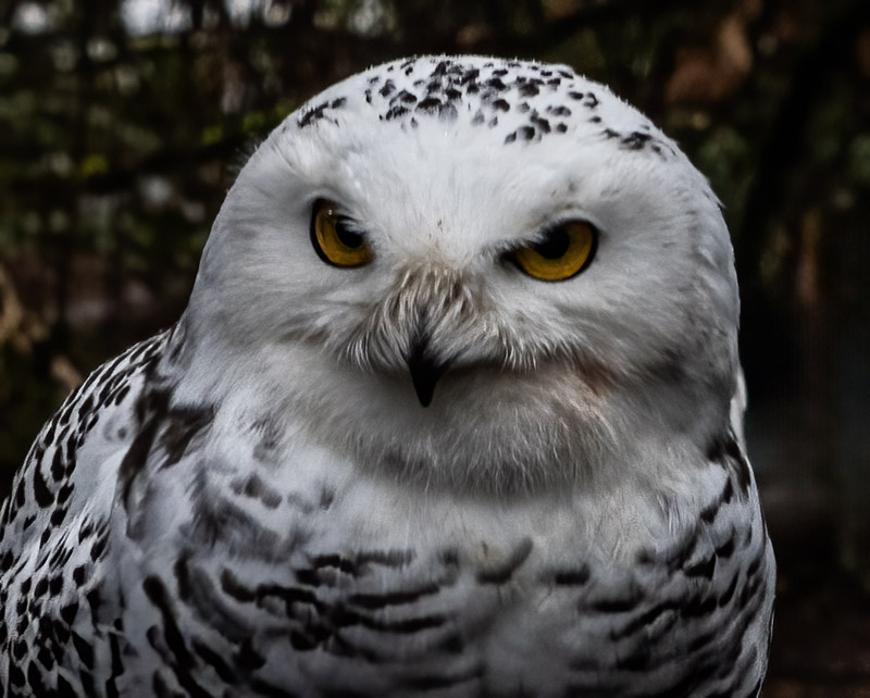 Carl ErlandWildlife, Creatures, Critters and PetsFebruary 15, 2025Calm and Intensely Aware